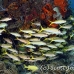goatfish_yellow_mra_kl_h_0112_fla5325.jpg